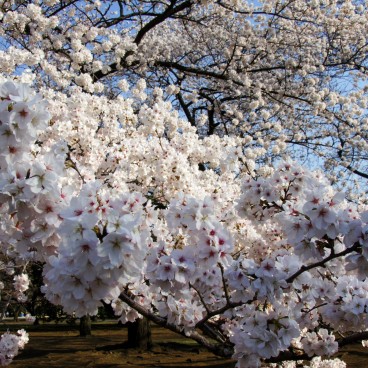 Shinjuku Gyoen (Tokyo), Cherry blossoms in spring 7