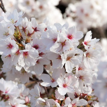 Shinjuku Gyoen (Tokyo), Cherry blossoms in spring 8