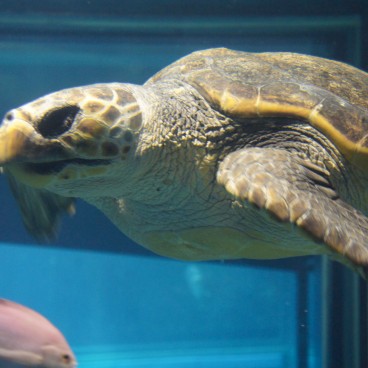 Kaiyukan Aquarium (Osaka), Sea turtle