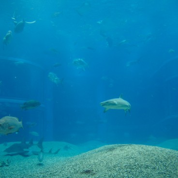 Kaiyukan Aquarium (Osaka), View on the pool