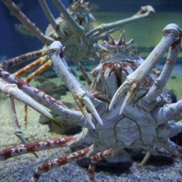 Kaiyukan Aquarium (Osaka), Crabs