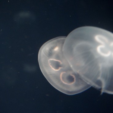 Kaiyukan Aquarium (Osaka), Jellyfish