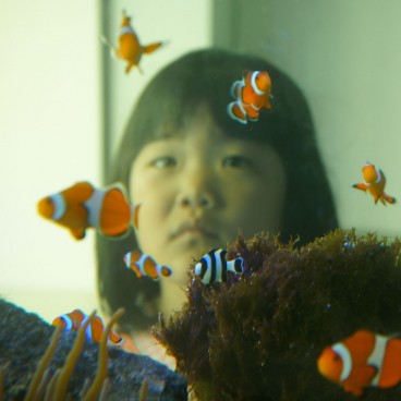 Kaiyukan Aquarium (Osaka), Japanese little girl visiting 2