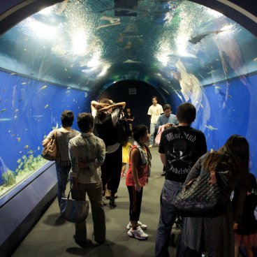 Kaiyukan Aquarium (Osaka), Aquatic tunnel at the entrance