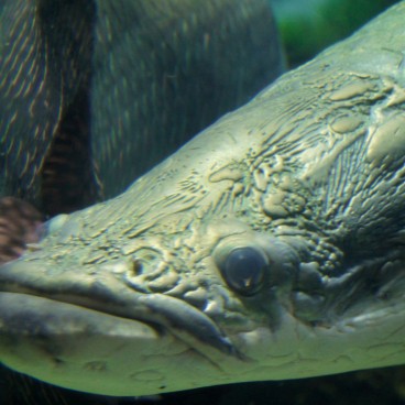 Kaiyukan Aquarium (Osaka), Fish