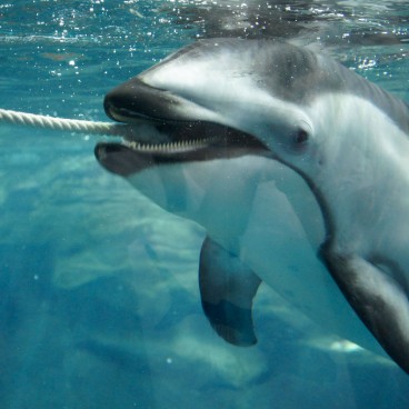 Kaiyukan Aquarium (Osaka), White dolphin