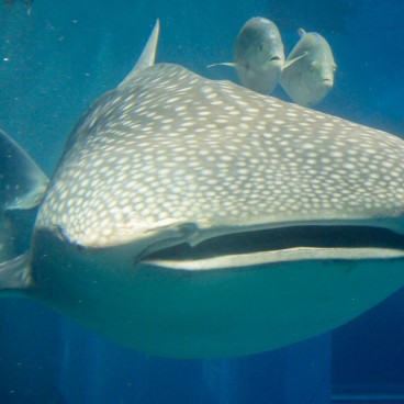 Kaiyukan Aquarium (Osaka), Whale shark mascot
