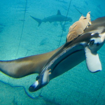 Kaiyukan Aquarium (Osaka), Manta ray