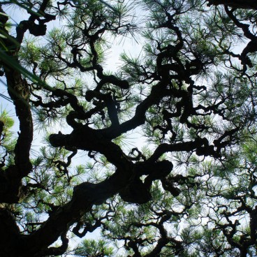 Ritsurin Koen (Takamatsu), Pine tree branches