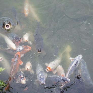 Ritsurin Koen (Takamatsu), Koï carps