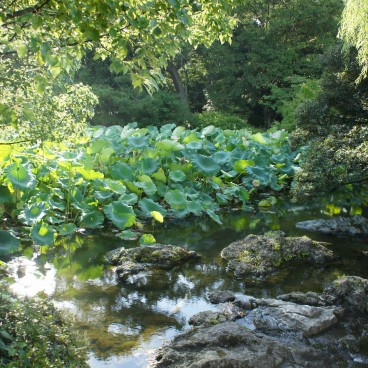 Ritsurin Koen (Takamatsu), Lotus pond
