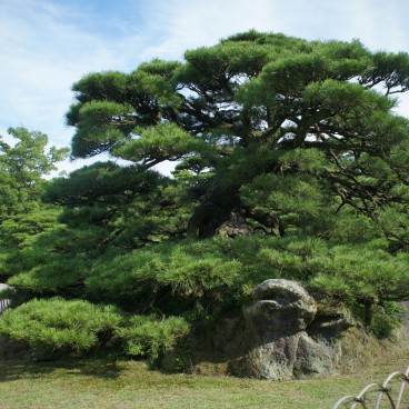 Ritsurin Koen (Takamatsu), Centuries-old pine tree
