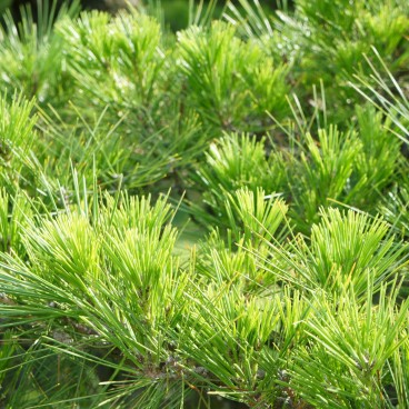 Ritsurin Koen (Takamatsu), Focus on a pine tree branch