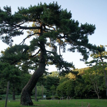 Yoyogi Park in Tokyo, Great pine tree