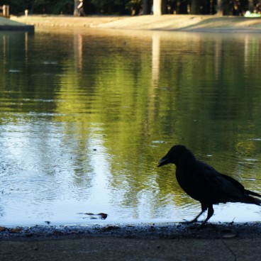 Yoyogi Park in Tokyo, Crow enjoying the pond