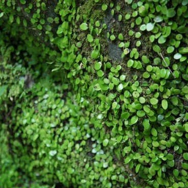 Mount Kurama, Vegetation detail