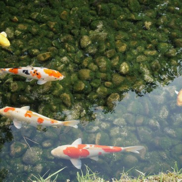 Koraku-en (Okayama), Koi carps in the pond