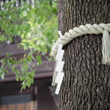 Meiji-jingu, A sacred tree wrapped with shimenawa cord