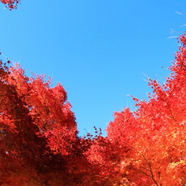 Lake Kawaguchiko (Mount Fuji), Maple tree foliage in autumn 4