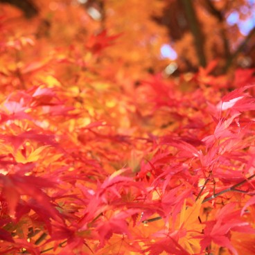 Lake Kawaguchiko (Mount Fuji), Maple tree foliage in autumn 5