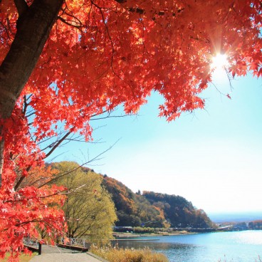 Lake Kawaguchiko (Mount Fuji), View on the lake and the momiji in autumn 2
