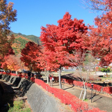 Lake Kawaguchiko (Mount Fuji), Maple tree foliage in autumn 6