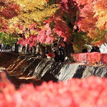 Lake Kawaguchiko (Mount Fuji), Maple tree foliage in autumn 7
