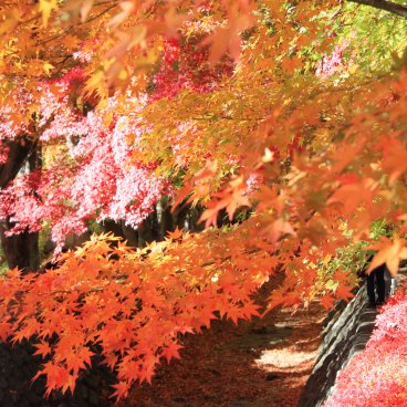 Lake Kawaguchiko (Mount Fuji), Maple tree foliage in autumn 8