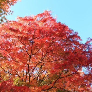 Lake Kawaguchiko (Mount Fuji), Maple tree foliage in autumn 9