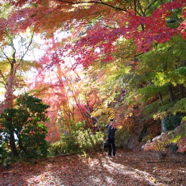 Lake Kawaguchiko (Mount Fuji), Maple tree foliage in autumn 10