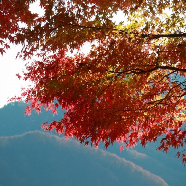 Lake Kawaguchi (Mount Fuji), Red maple trees along the shore in autumn 2