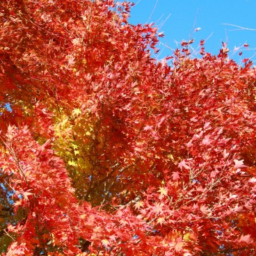 Lake Kawaguchiko (Mount Fuji), Maple tree foliage in autumn 13