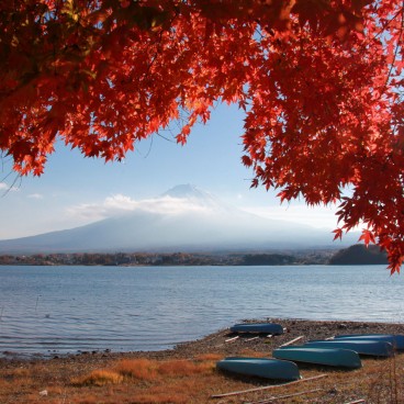 Lake Kawaguchi (Mount Fuji), View on the red maple trees and the mountain in autumn