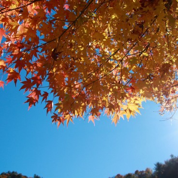 Lake Kawaguchiko (Mount Fuji), Maple tree foliage in autumn