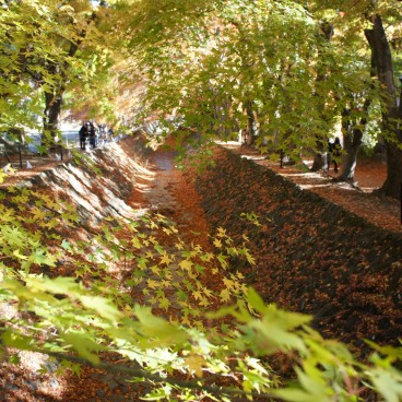Lake Kawaguchiko (Mount Fuji), Maple tree foliage in autumn 2