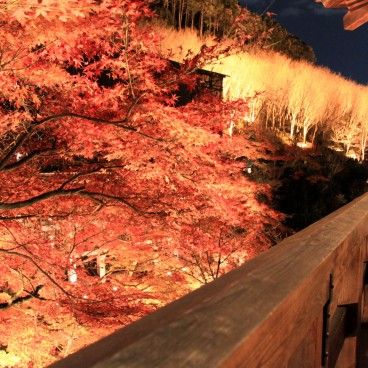 Kiyomizu-dera, Momiji light-up on the Main Hall's platform 2