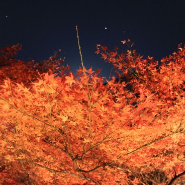 Kiyomizu-dera, Momiji light-up 6