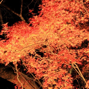 Kiyomizu-dera, Momiji light-up 7