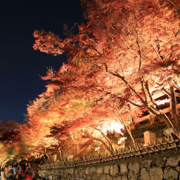 Kiyomizu-dera, Momiji light-up 11