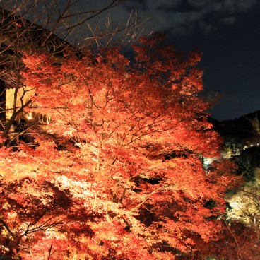 Kiyomizu-dera, Momiji light-up 3