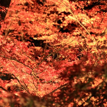 Kiyomizu-dera, Momiji light-up 5