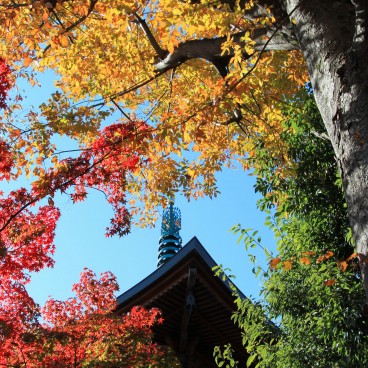 Gotoku-ji (Tokyo), View on the pagoda and the momiji foliage in autumn