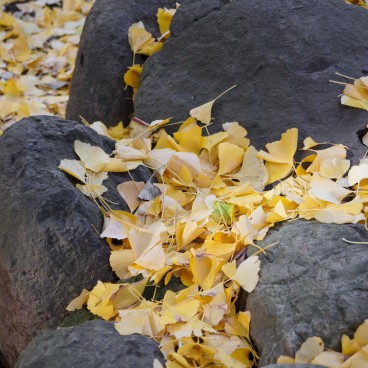 Gotoku-ji (Tokyo), Gingko Biloba foliage in autumn