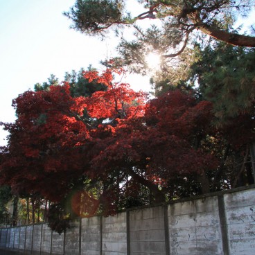 Gotoku-ji (Tokyo), Red maple tree foliage in autumn 3