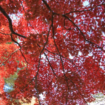 Gotoku-ji (Tokyo), Red maple tree foliage in autumn 2