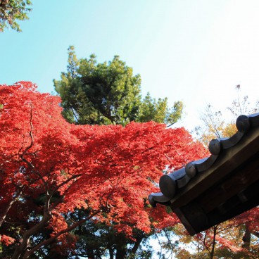 Gotoku-ji (Tokyo), Red maple tree foliage in autumn and temple's building