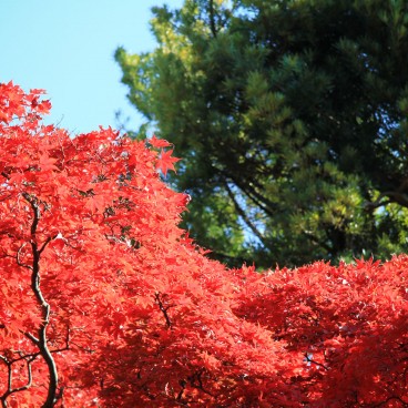 Gotoku-ji (Tokyo), Red maple tree foliage in autumn 4