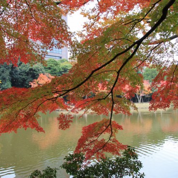 Koishikawa Korakuen (Tokyo) in autumn, momiji foliage 2