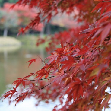 Koishikawa Korakuen (Tokyo) in autumn, momiji foliage 3