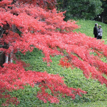 Koishikawa Korakuen (Tokyo) in autumn, momiji foliage